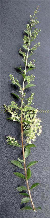  Flowering branch